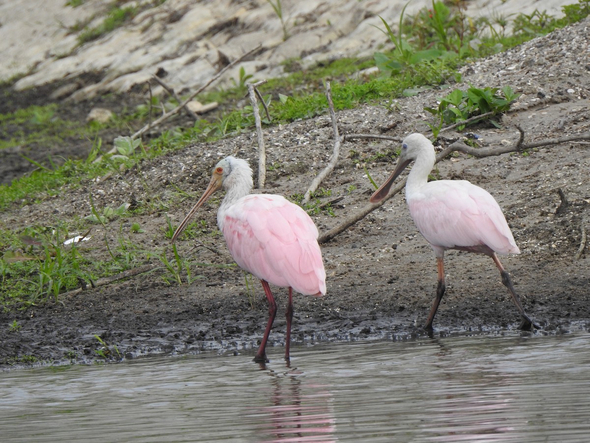 Rosalöffler - ML646723100