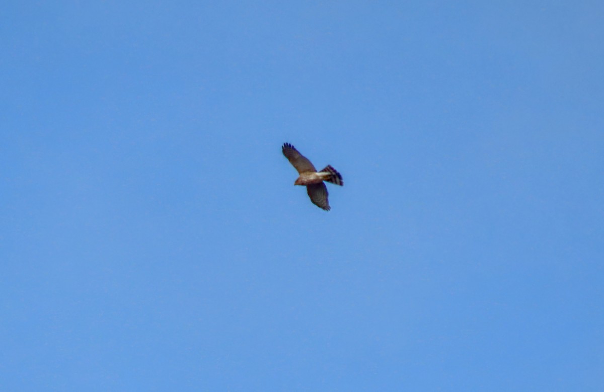 parulahauk - ML646723102