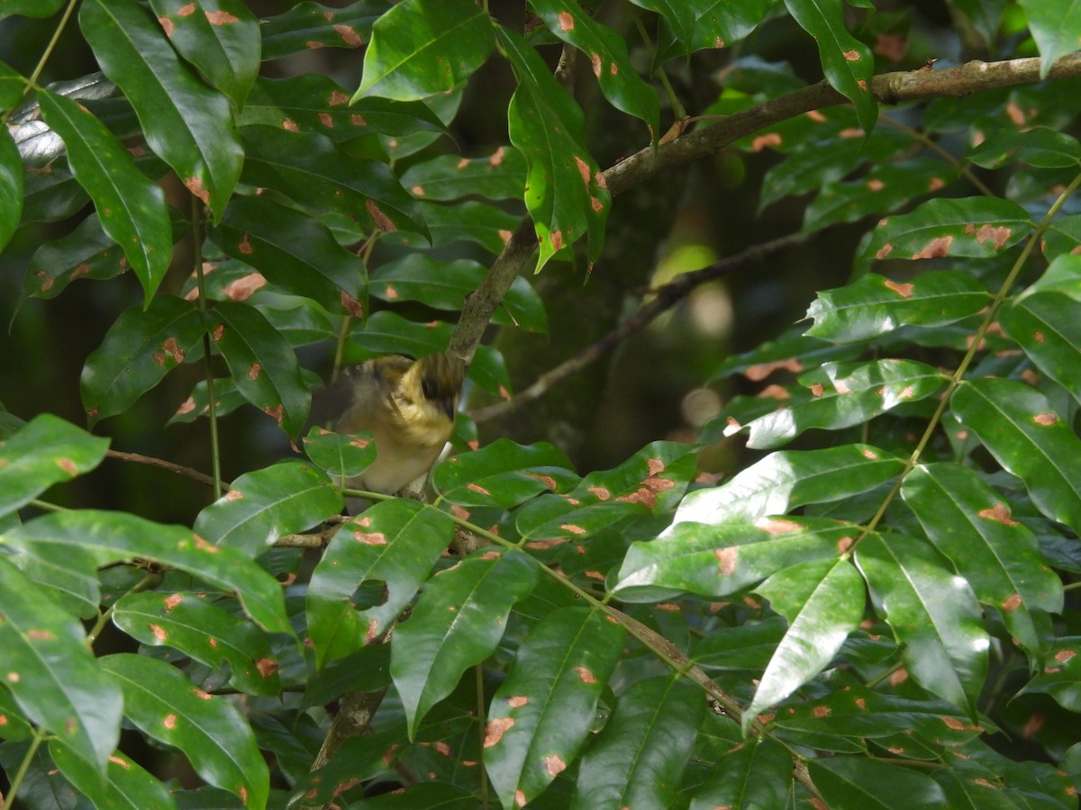 Пісняр-лісовик каштановий - ML646723106