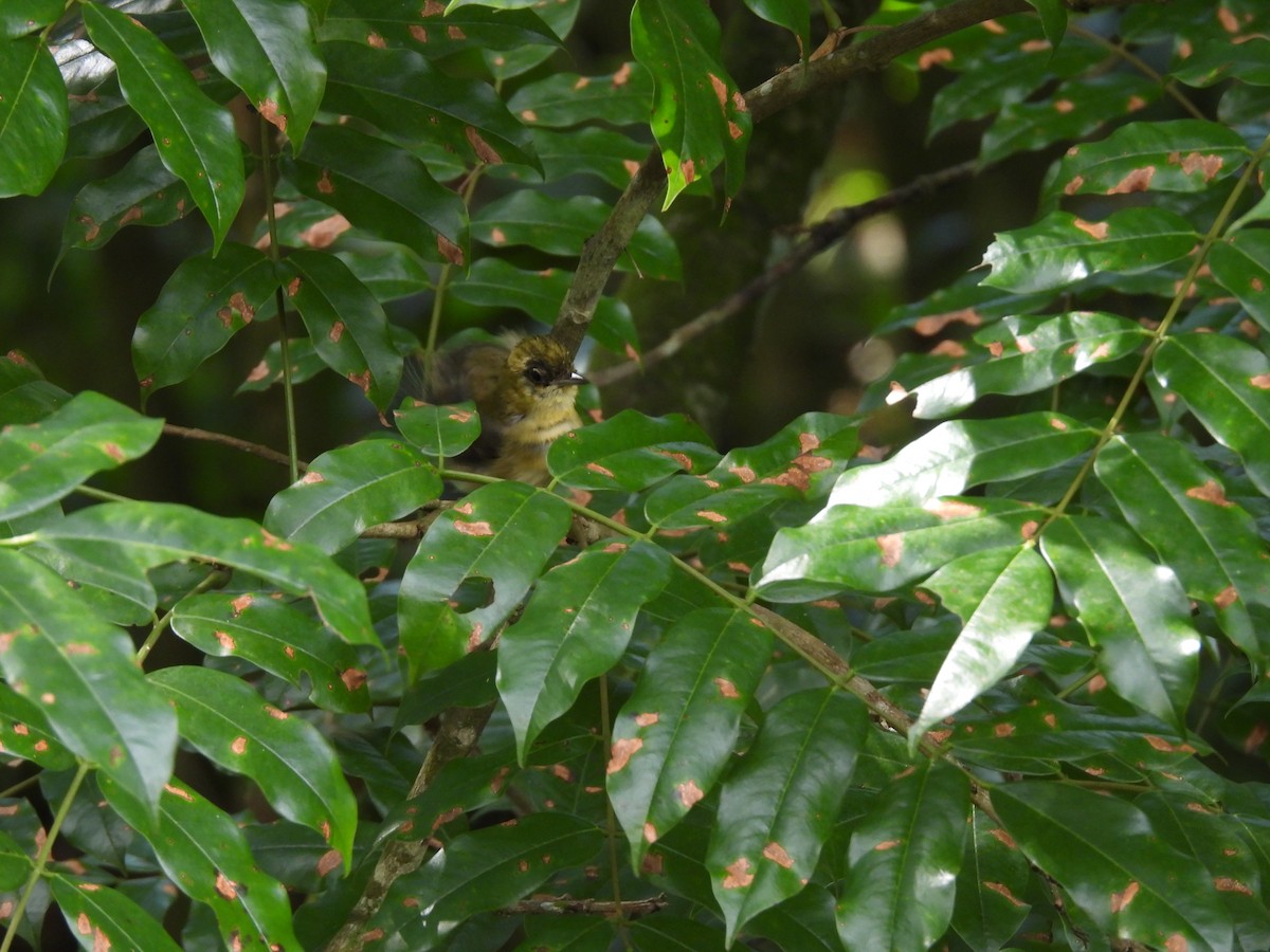 Пісняр-лісовик каштановий - ML646723107