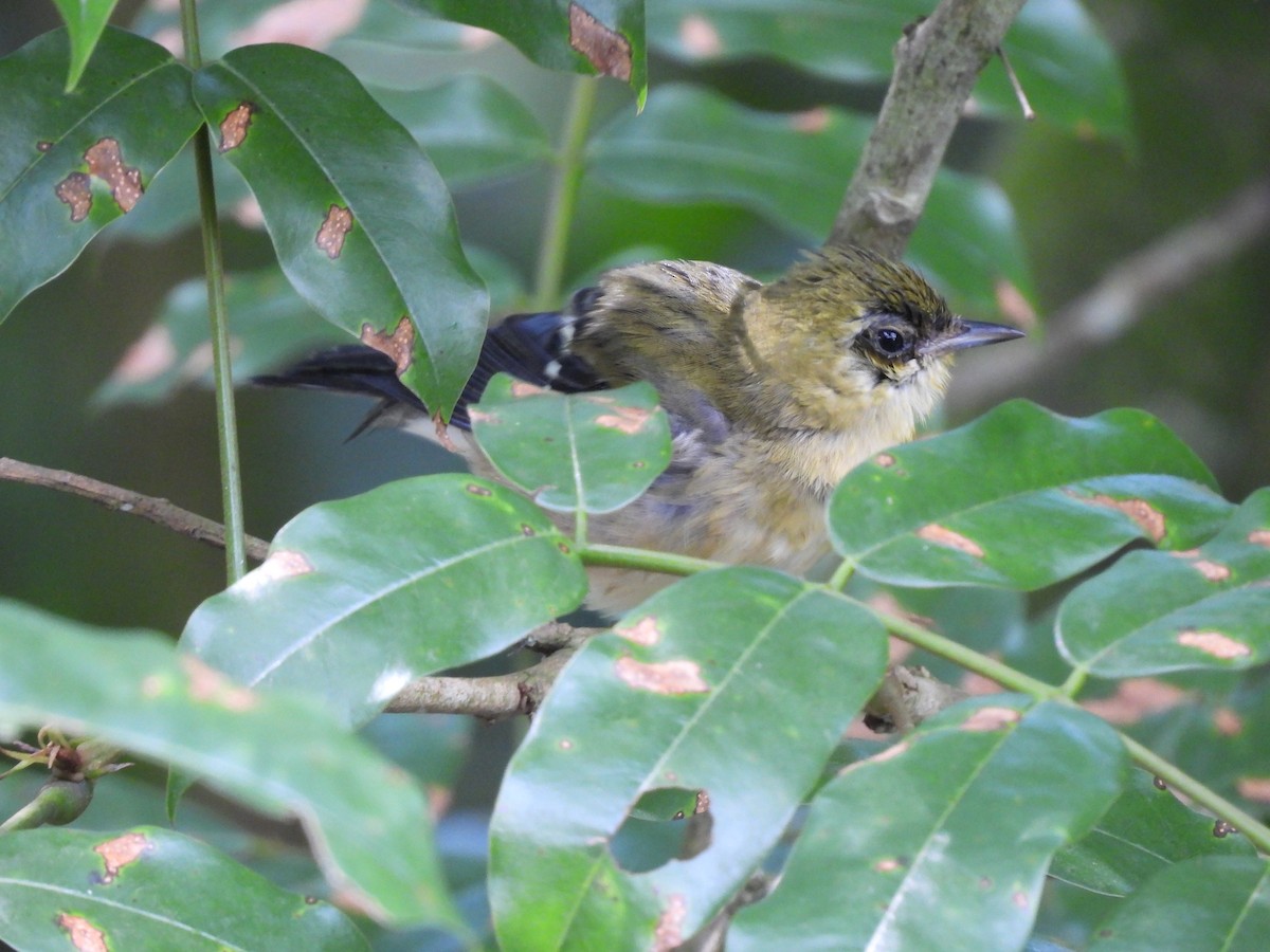 Пісняр-лісовик каштановий - ML646723108