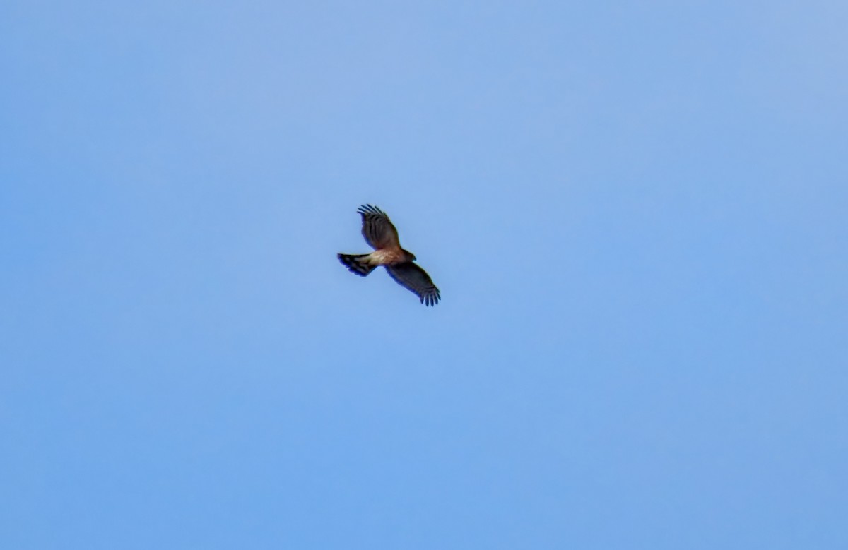 parulahauk - ML646723109