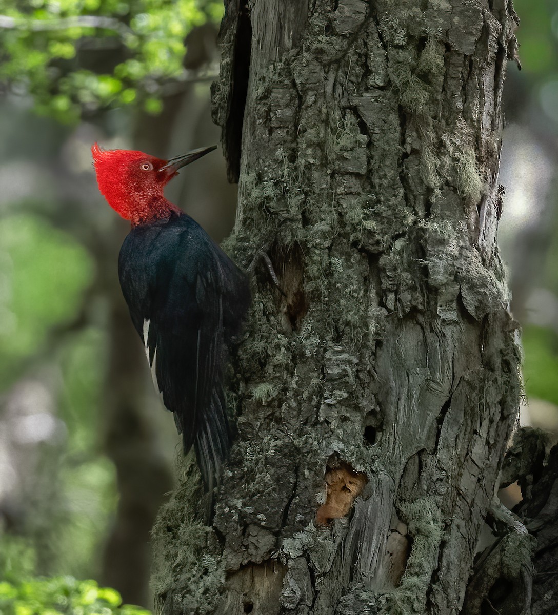 Magellanic Woodpecker - ML646723112