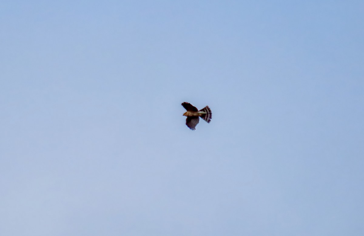 parulahauk - ML646723113