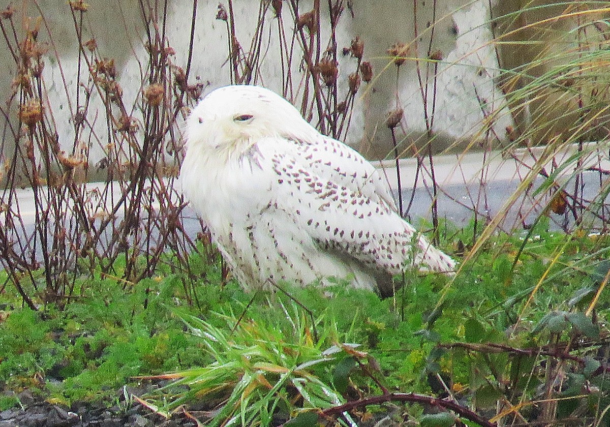 Snowy Owl - ML646723115