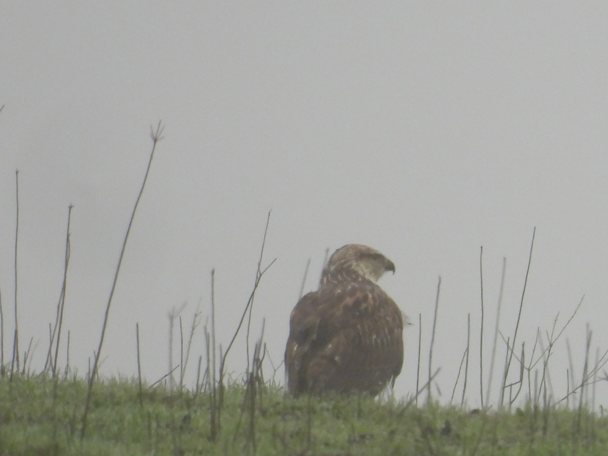Königsbussard - ML646723116