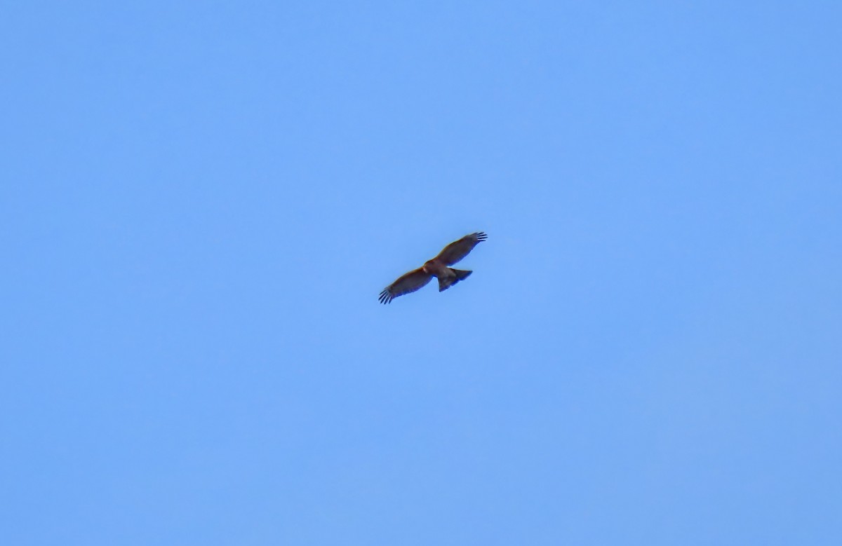 parulahauk - ML646723117