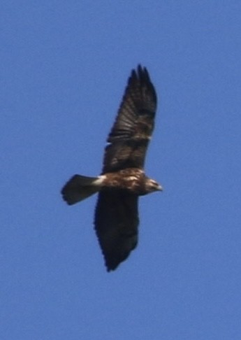 Swainson's Hawk - ML646723120
