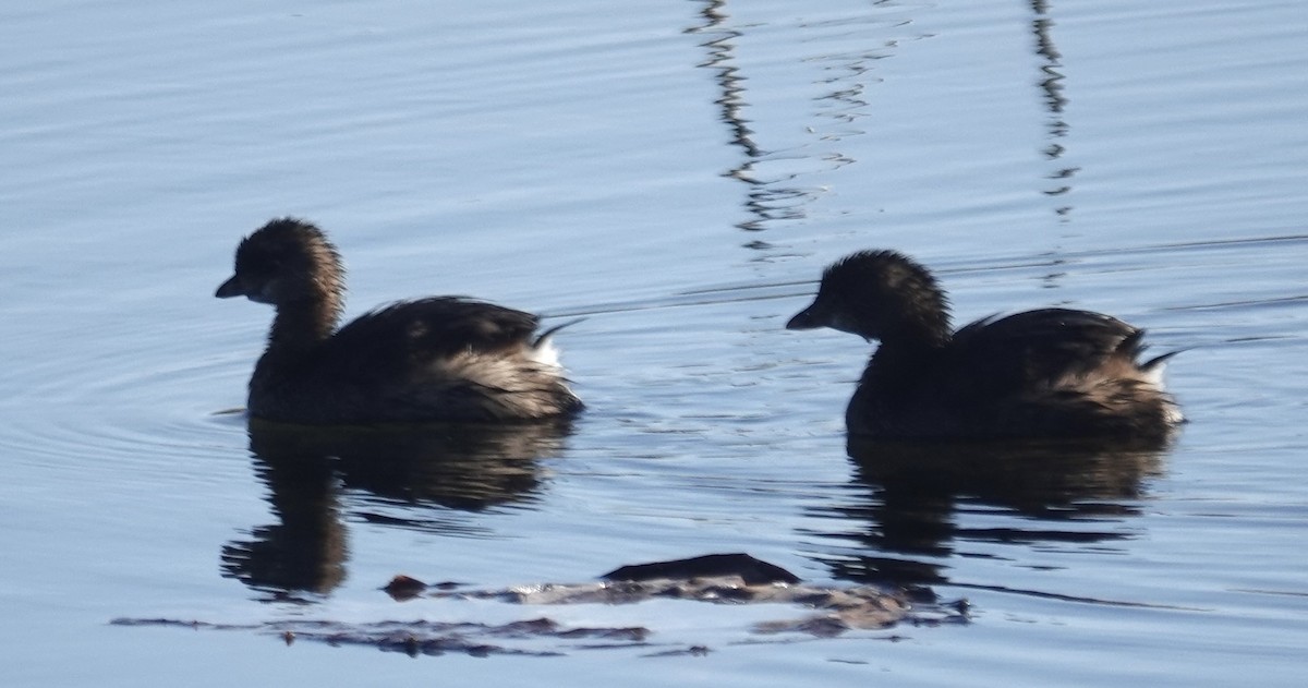 Zampullín Picogrueso - ML646723123