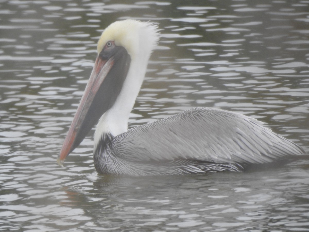 Pélican brun - ML646723124