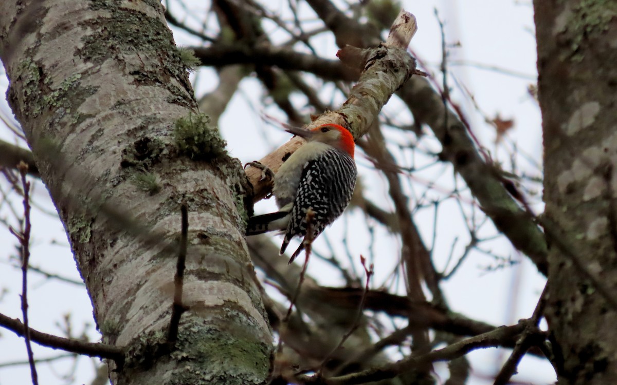 lundspett - ML646723126