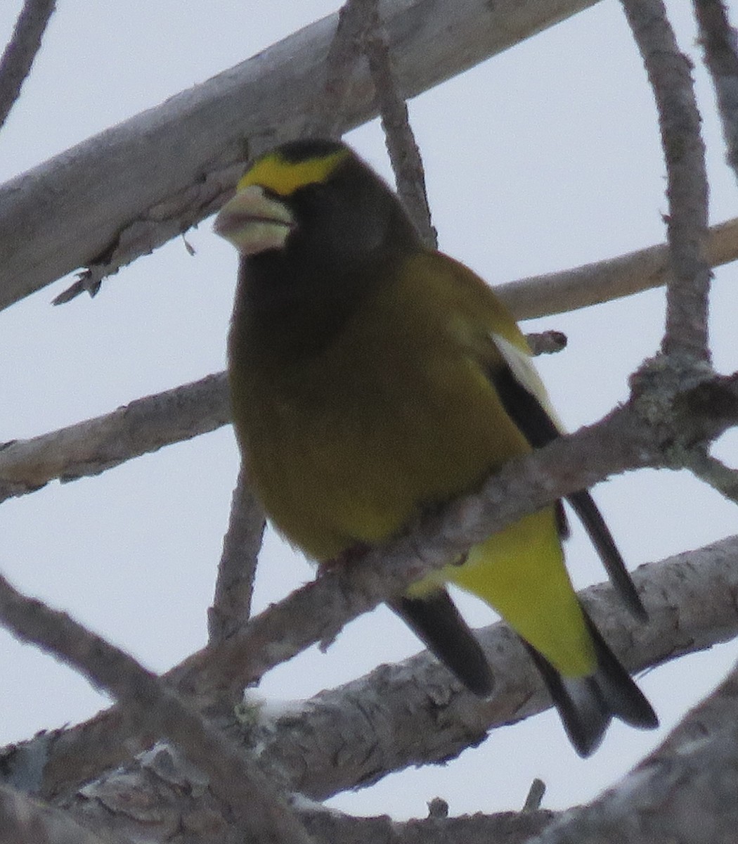 Кіпаль жовтобровий - ML646723127