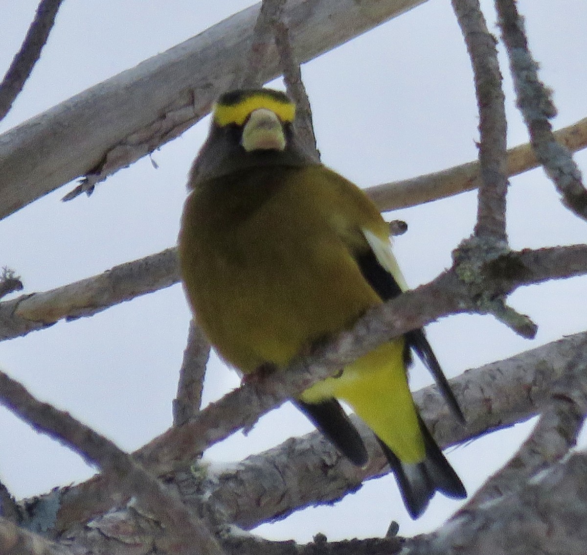 Кіпаль жовтобровий - ML646723128