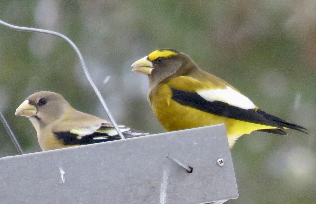 Кіпаль жовтобровий - ML646723129