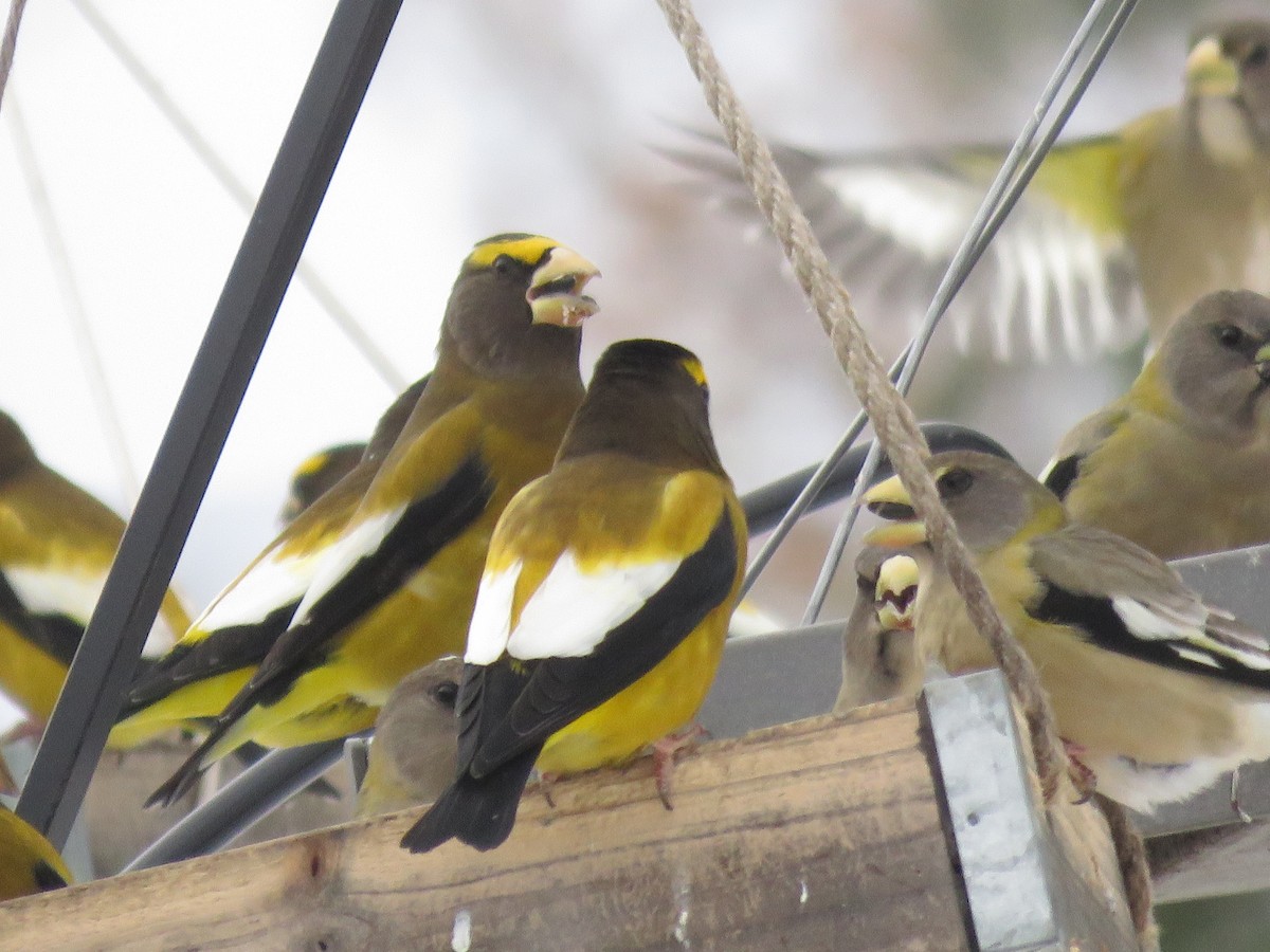 Кіпаль жовтобровий - ML646723130