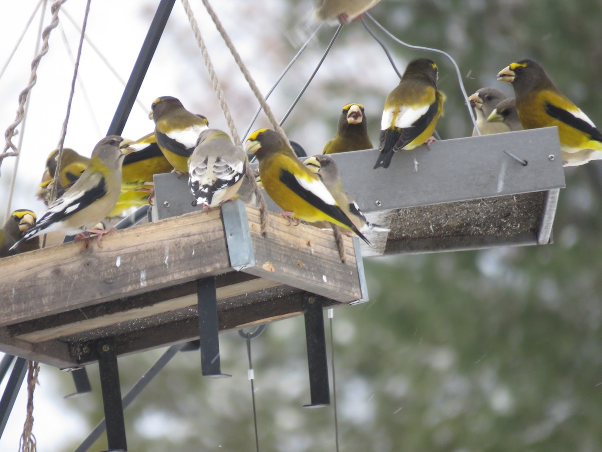 Кіпаль жовтобровий - ML646723131