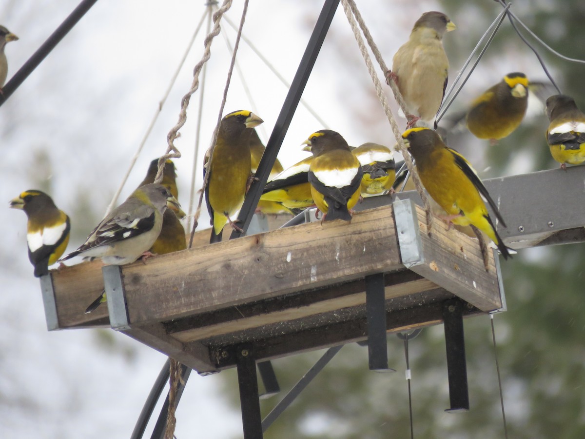Кіпаль жовтобровий - ML646723132