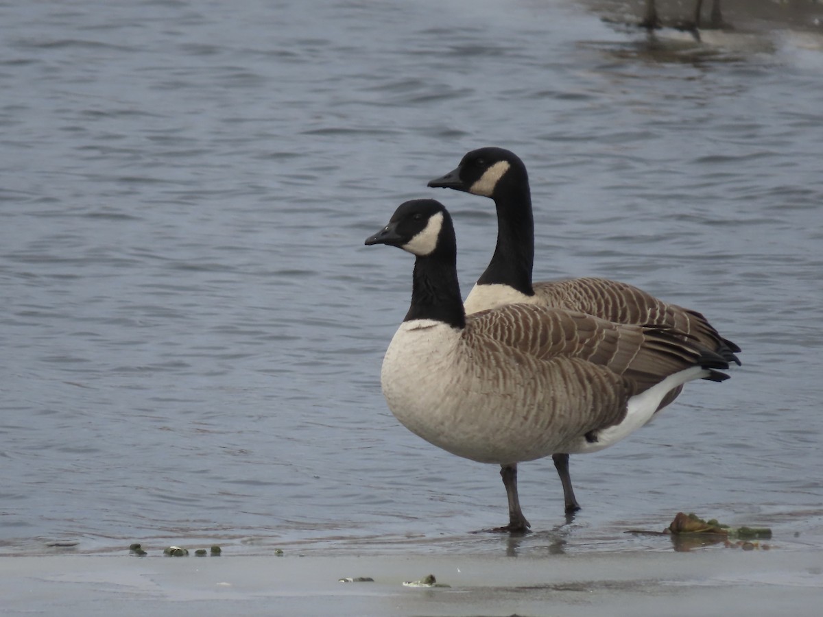 Canada Goose - ML646723133