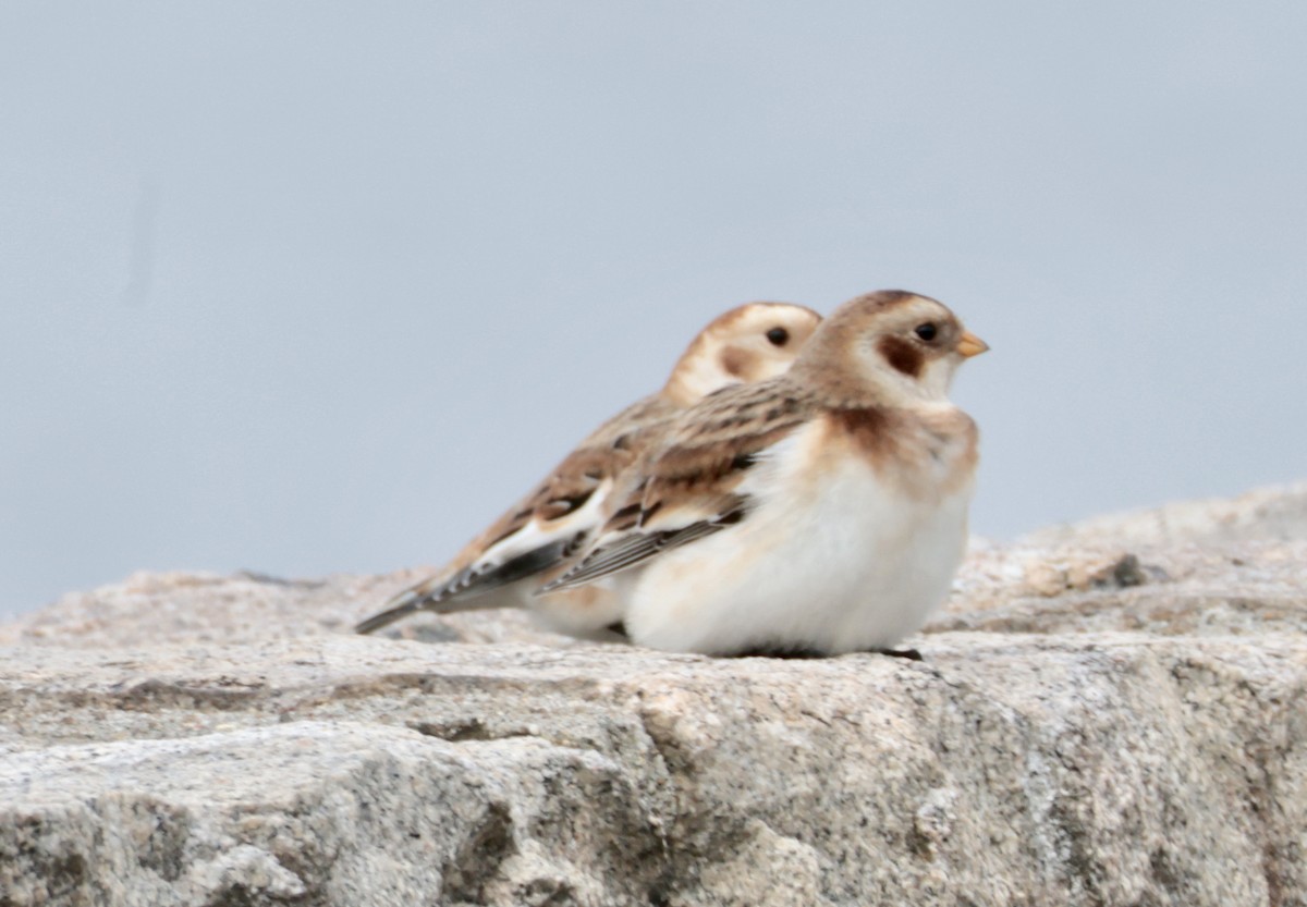 Пуночка - ML646723134