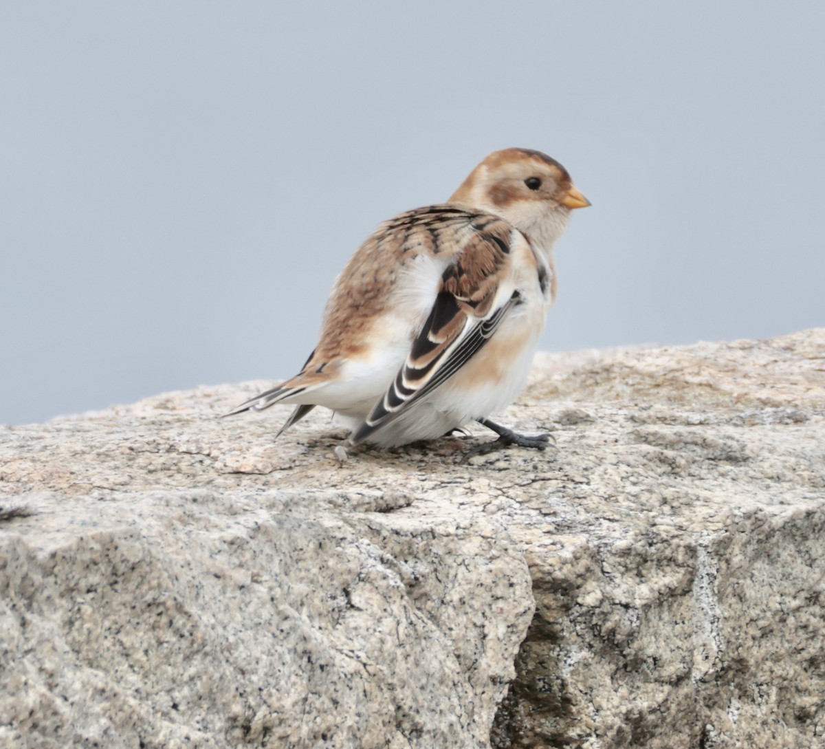 Пуночка - ML646723135