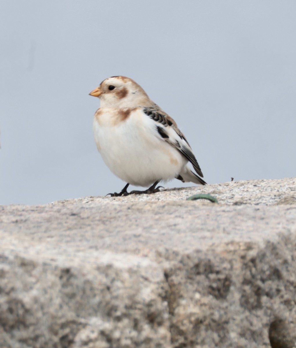 Пуночка - ML646723136