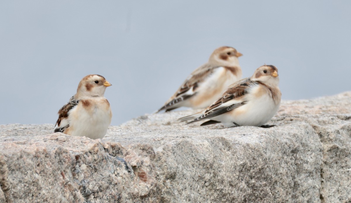 Пуночка - ML646723137