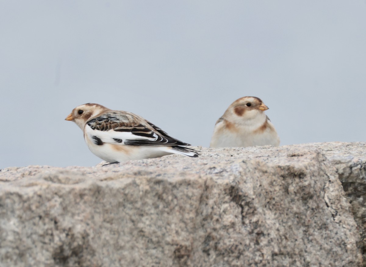 Пуночка - ML646723138