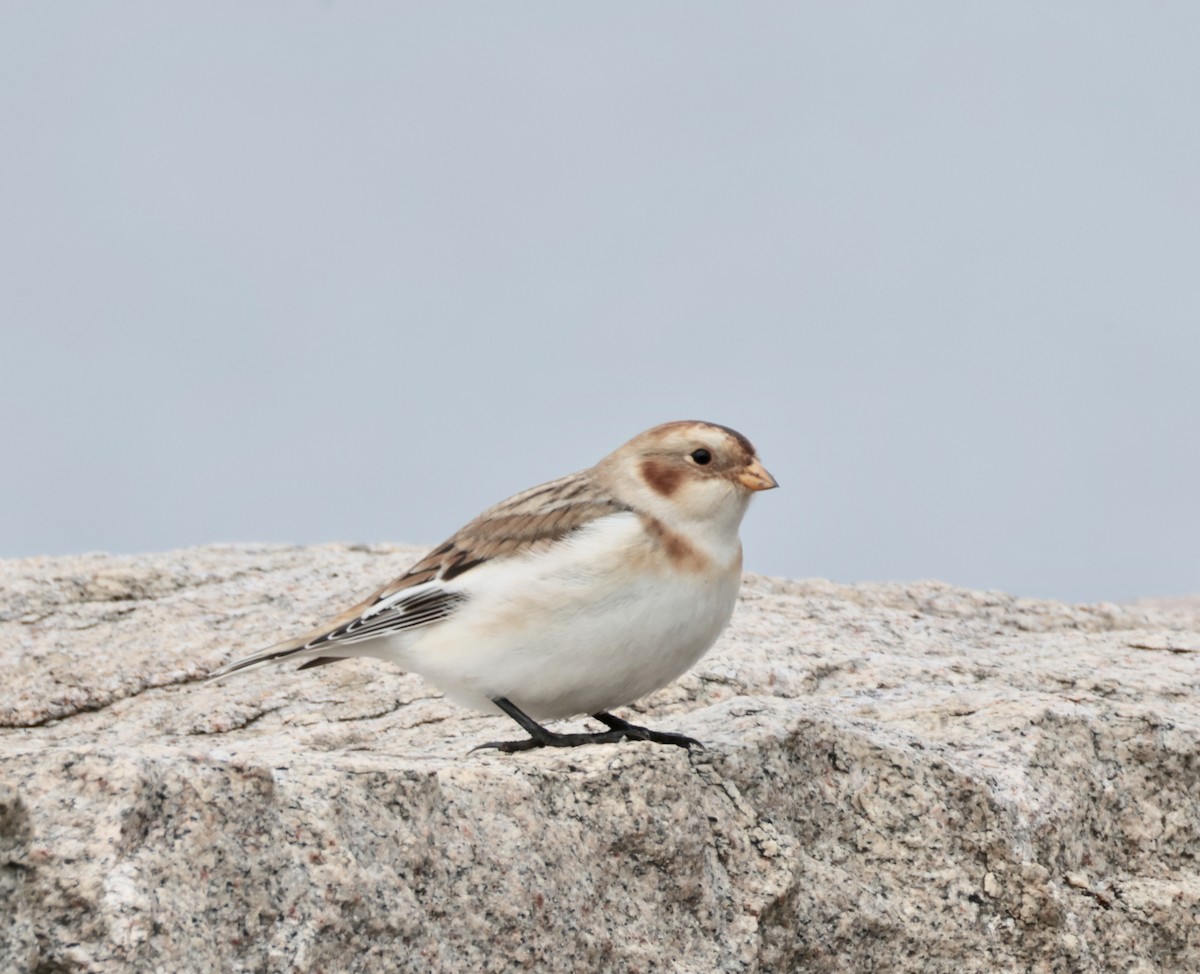 Пуночка - ML646723139