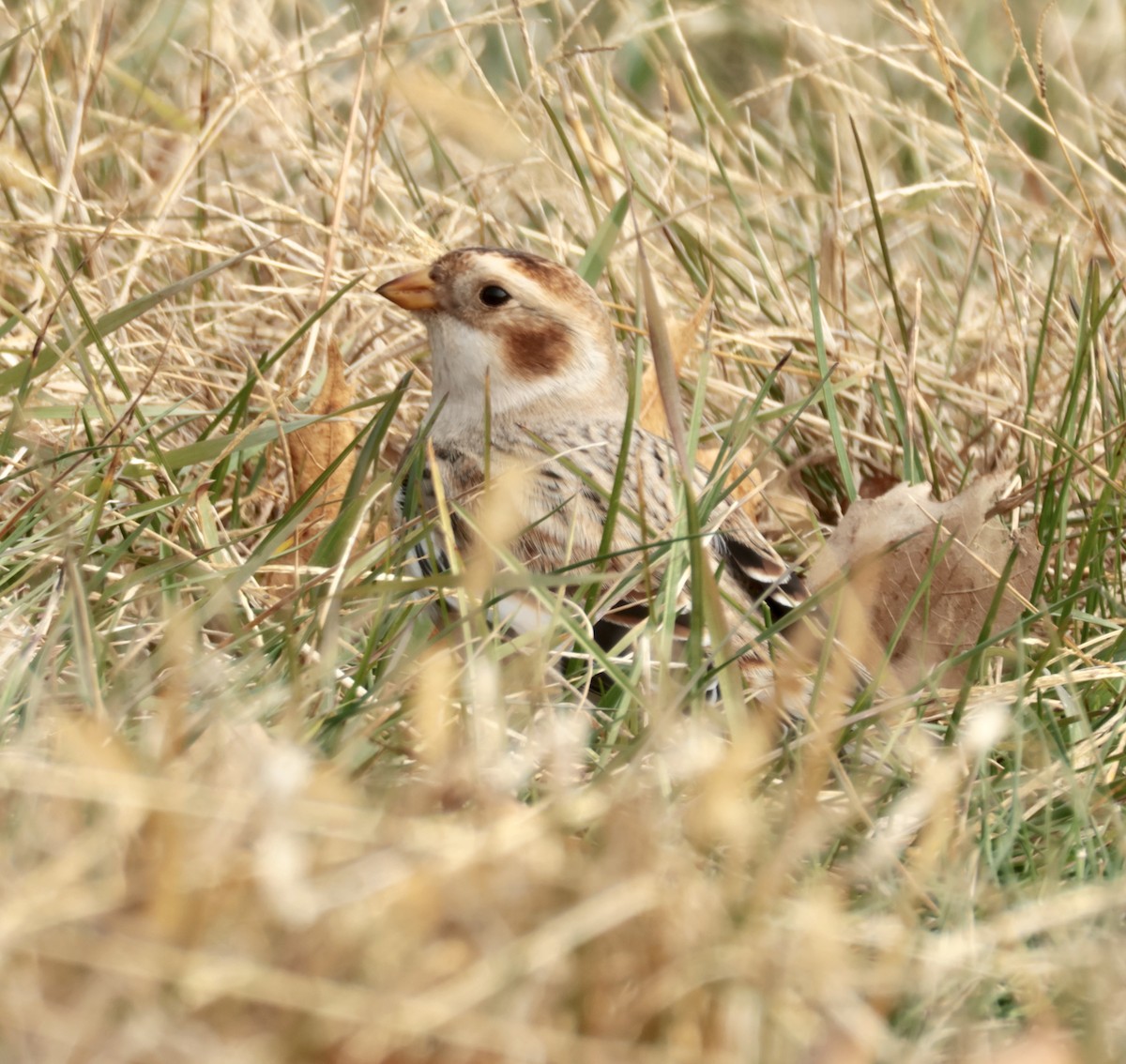 Пуночка - ML646723140