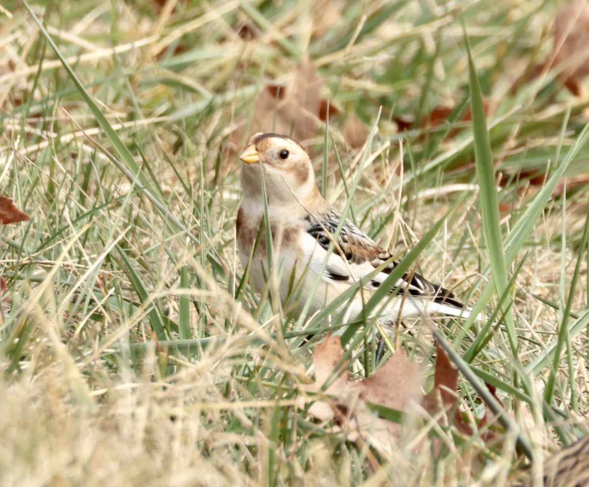 Пуночка - ML646723141