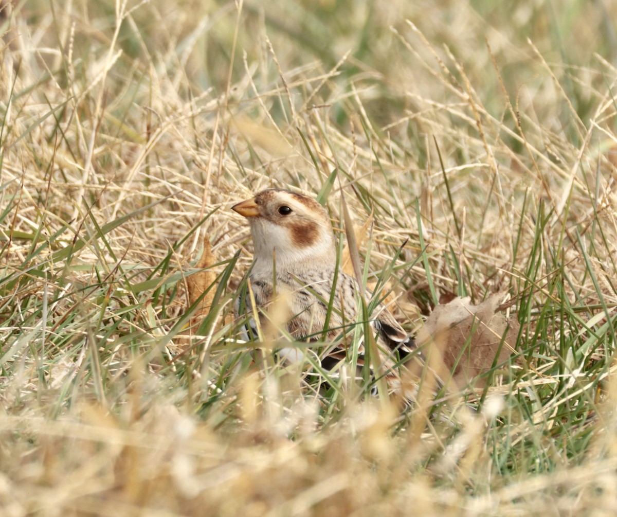 Пуночка - ML646723142