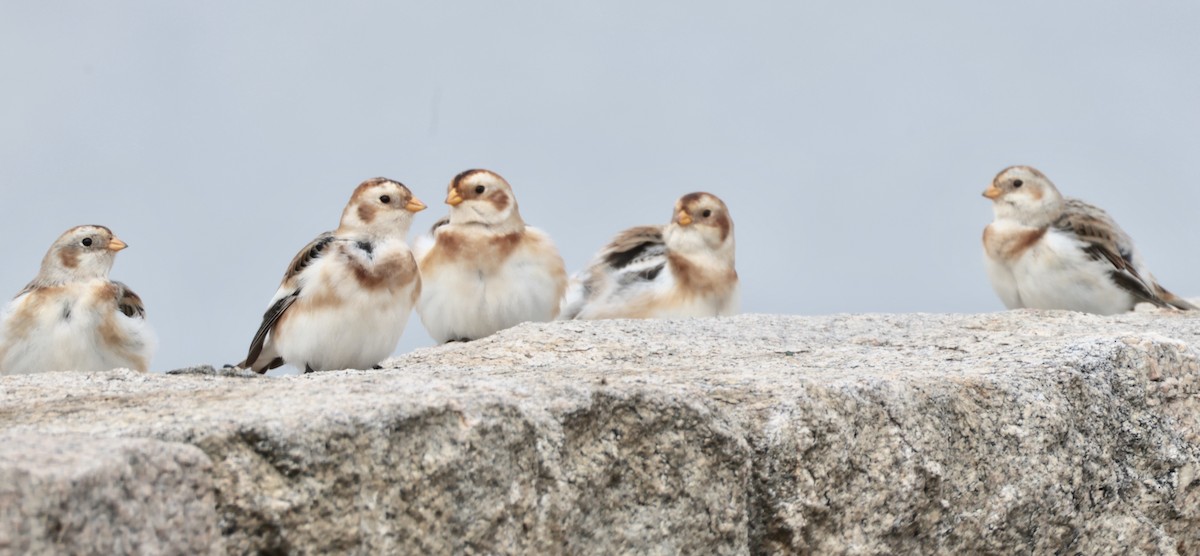 Пуночка - ML646723143