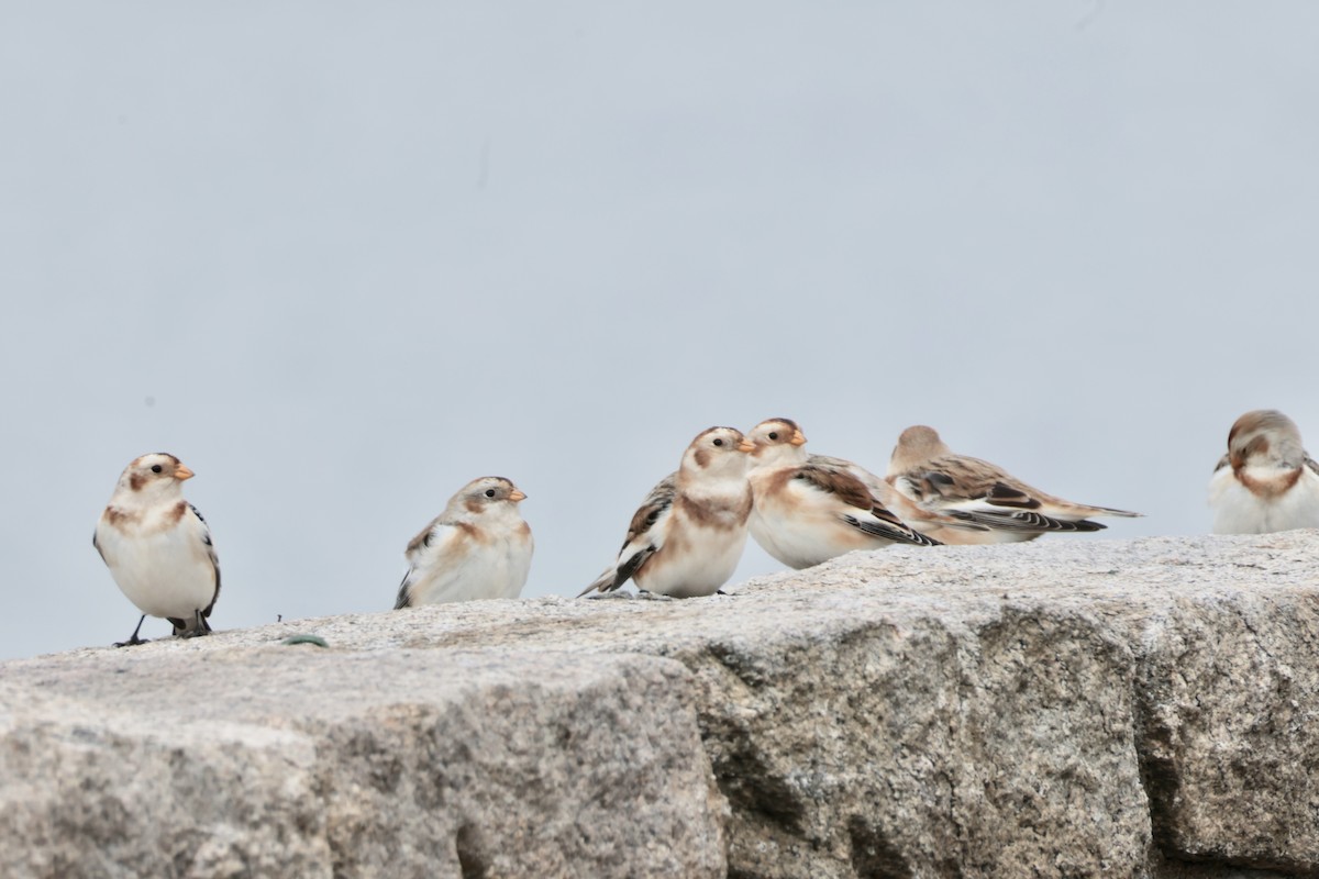 Пуночка - ML646723144