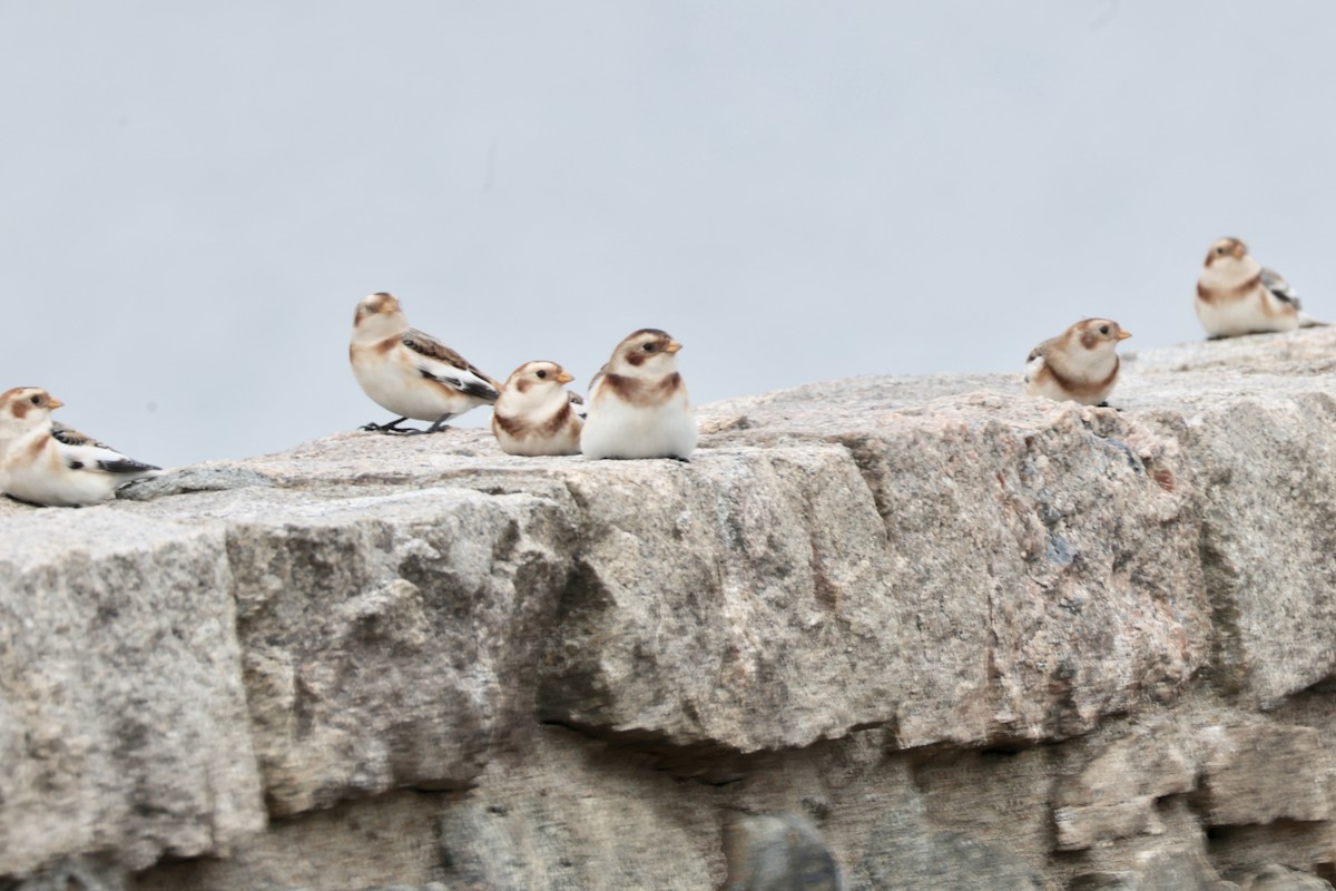 Пуночка - ML646723145