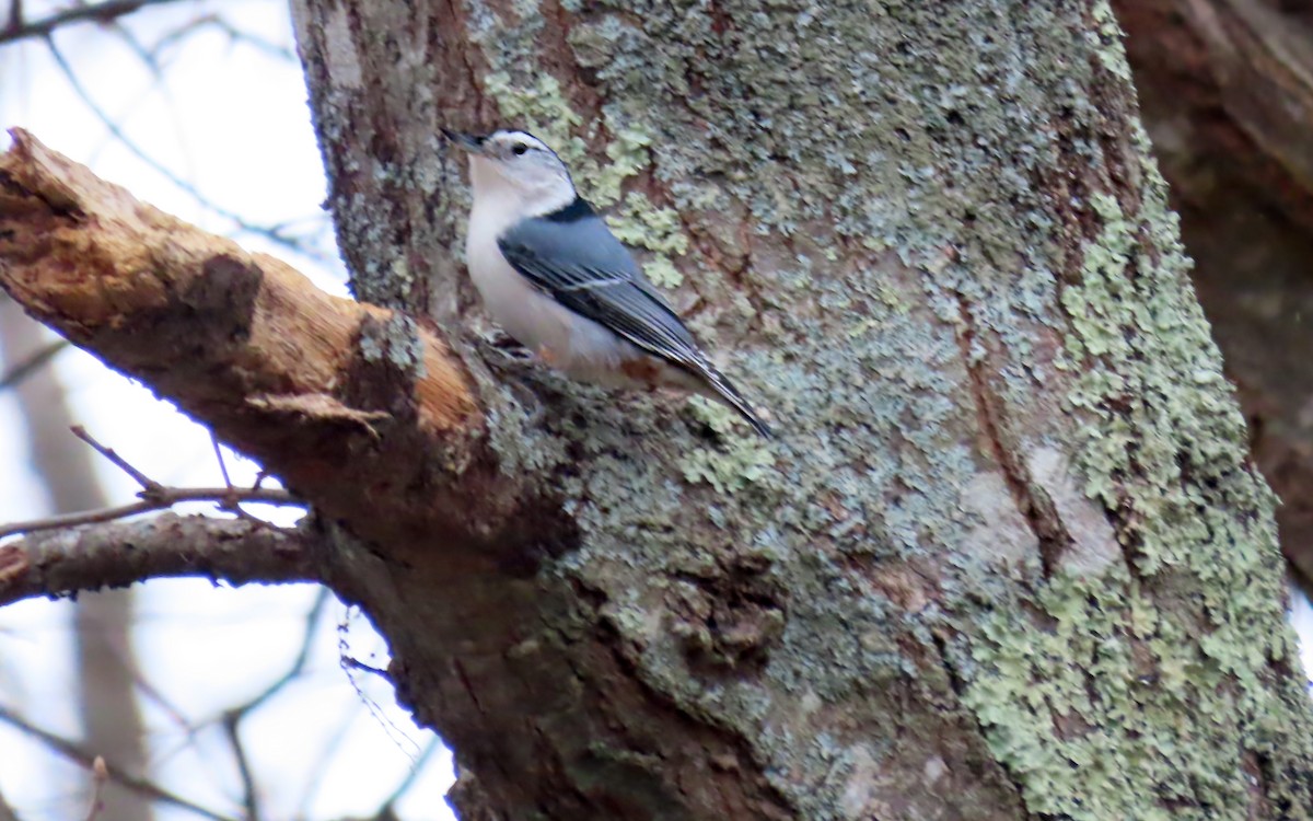 hvitbrystspettmeis - ML646723150