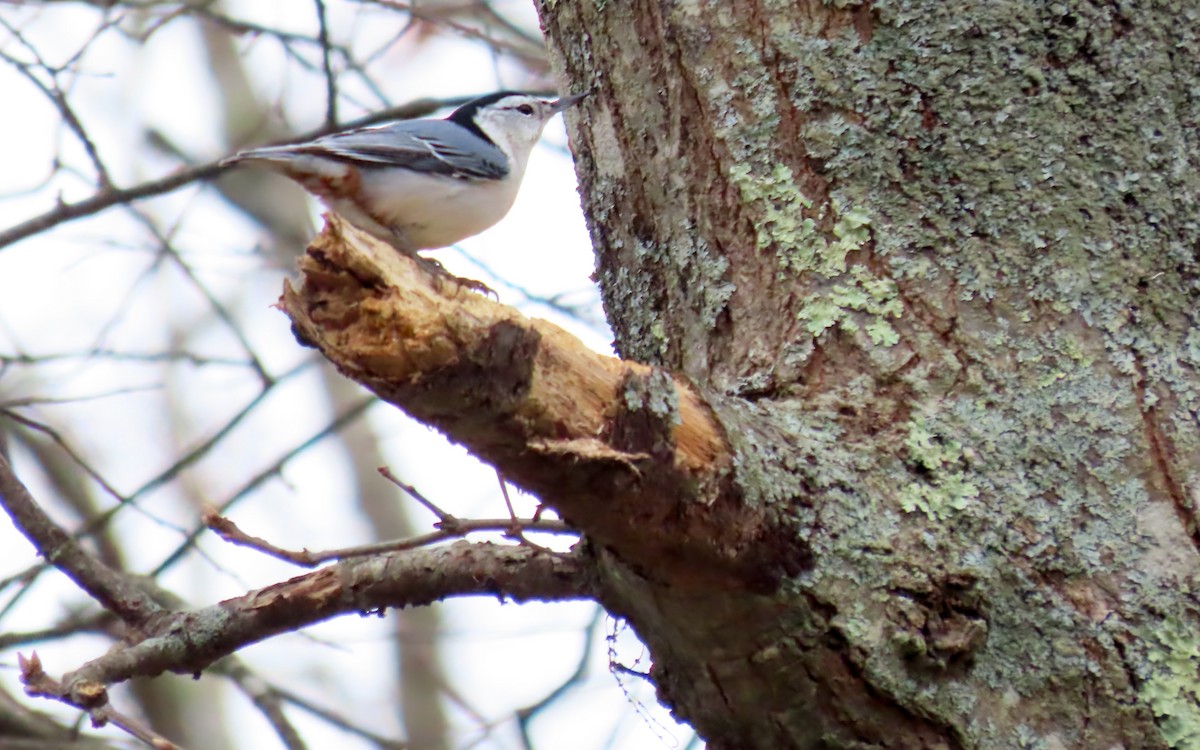 hvitbrystspettmeis - ML646723151