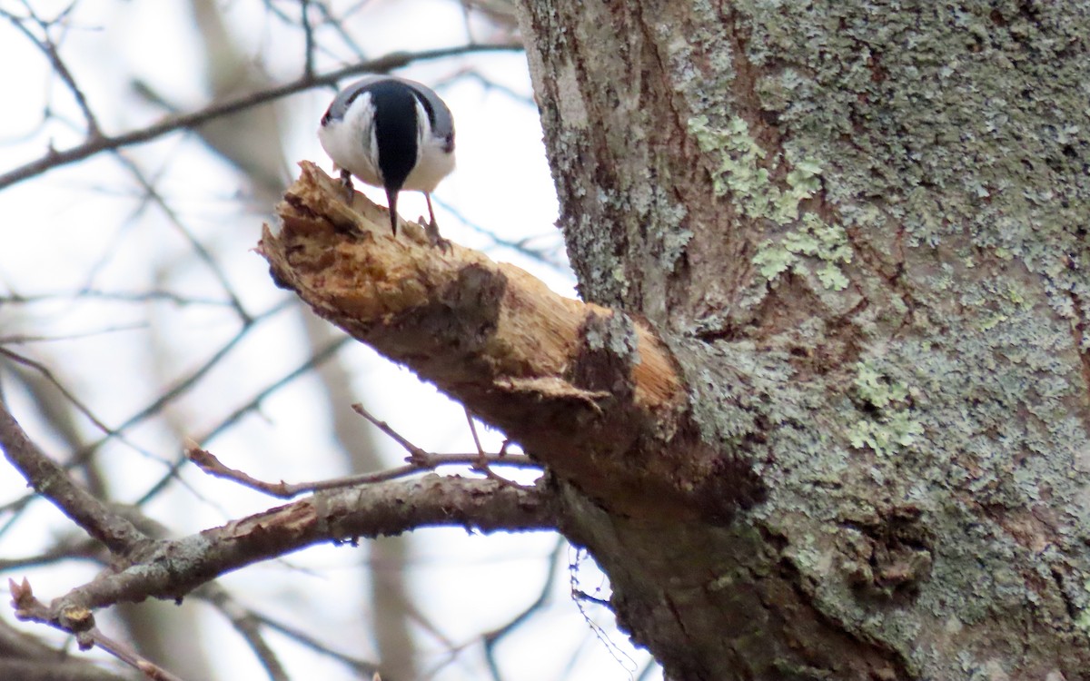 hvitbrystspettmeis - ML646723152