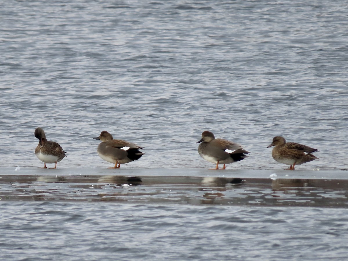 Gadwall - ML646723153