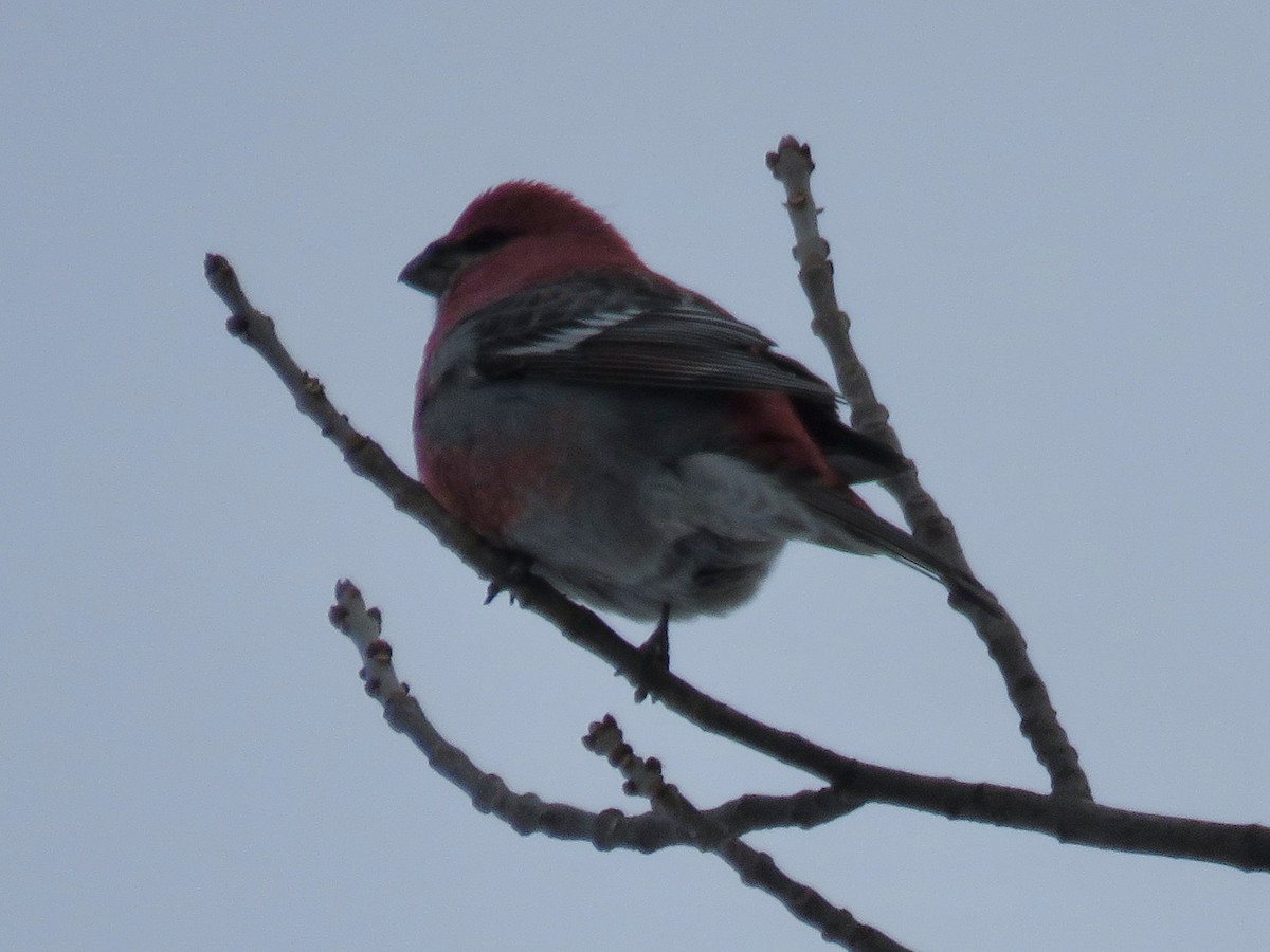 Смеречник тайговий - ML646723154