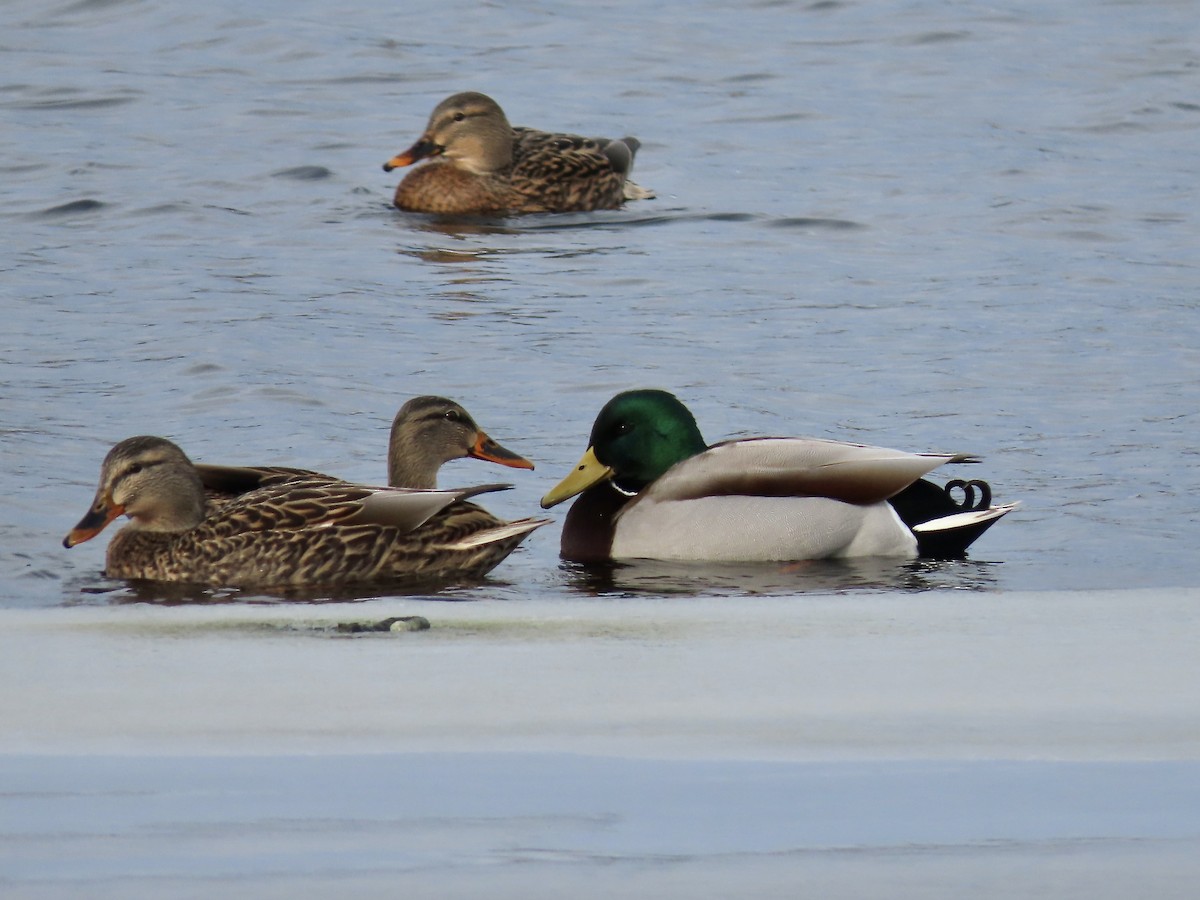 Mallard - ML646723159