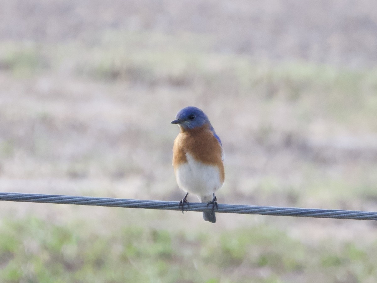 Восточная сиалия - ML646723163