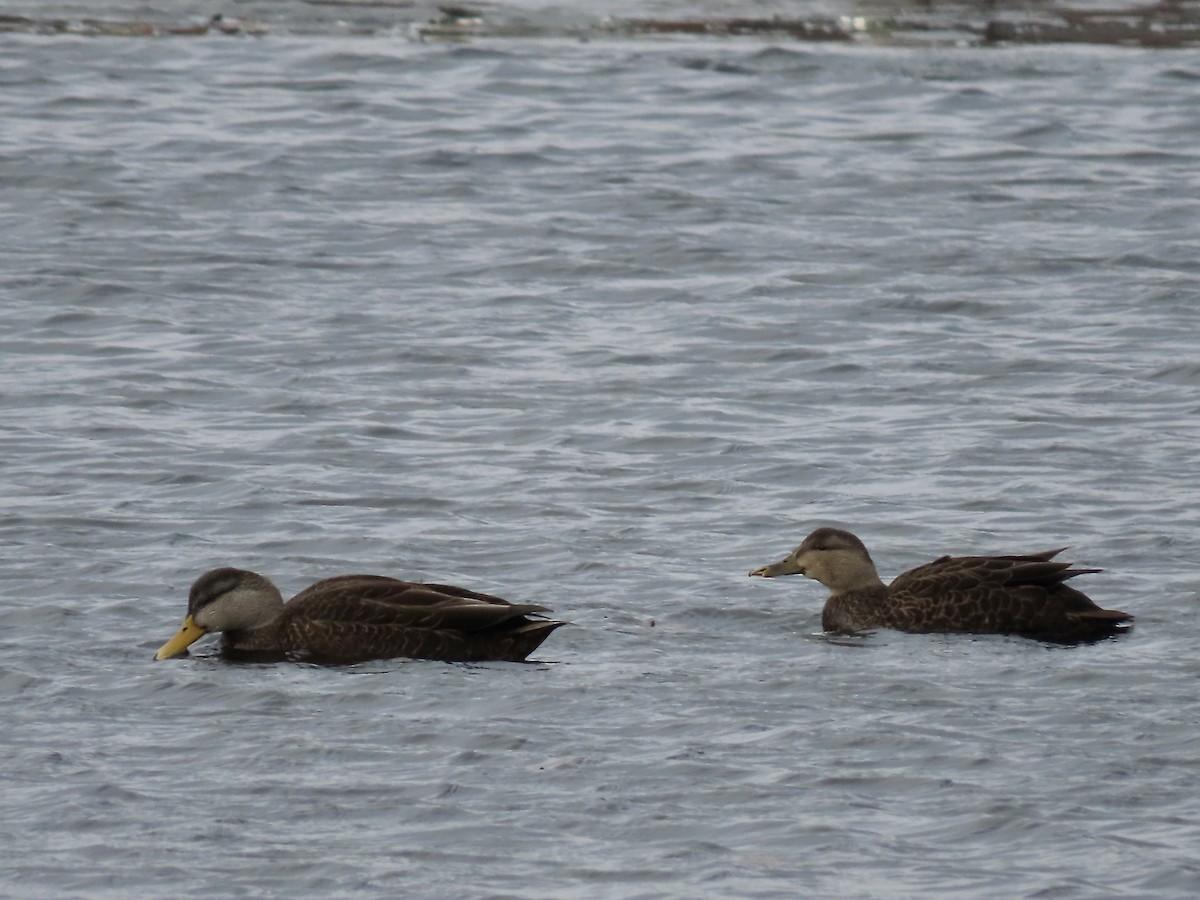 American Black Duck - ML646723165