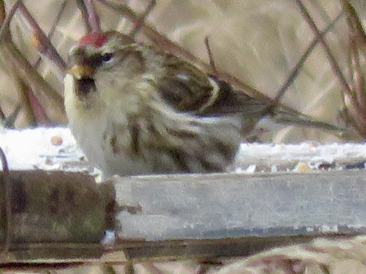 Redpoll (Common) - ML646723171