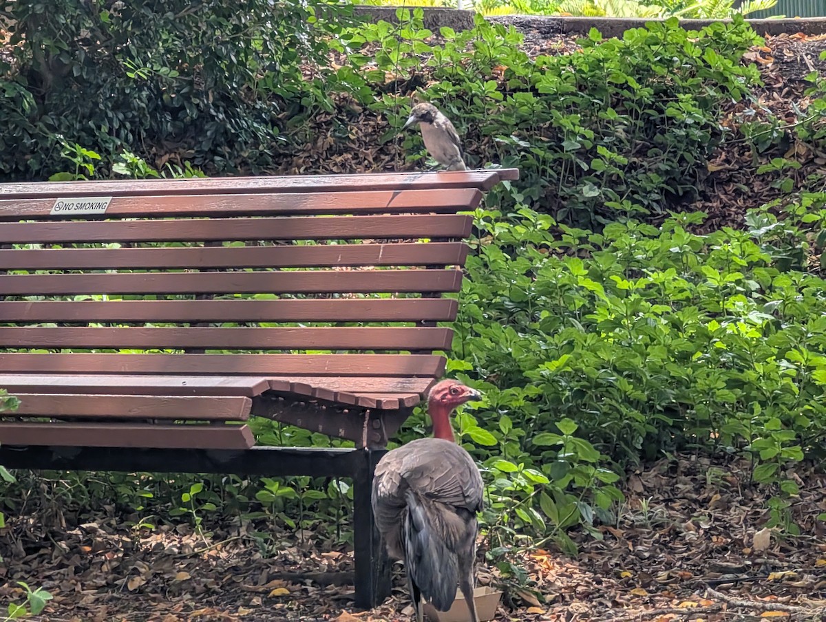Australian Brushturkey - ML646723172