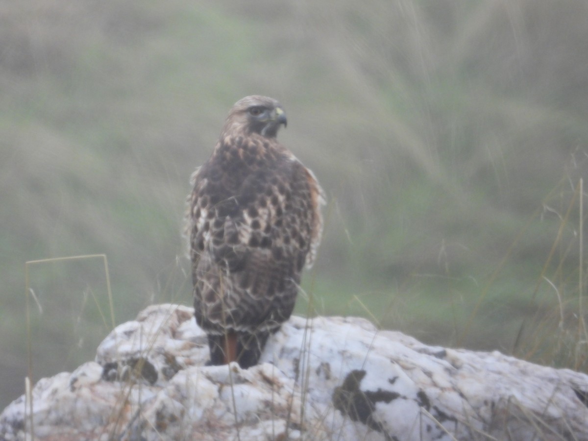 Rotschwanzbussard - ML646723173