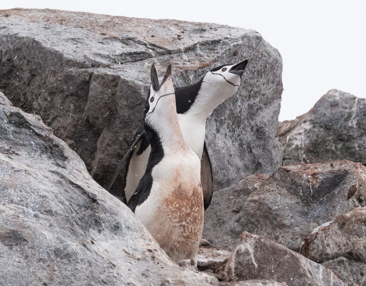 Chinstrap Penguin - ML646723174