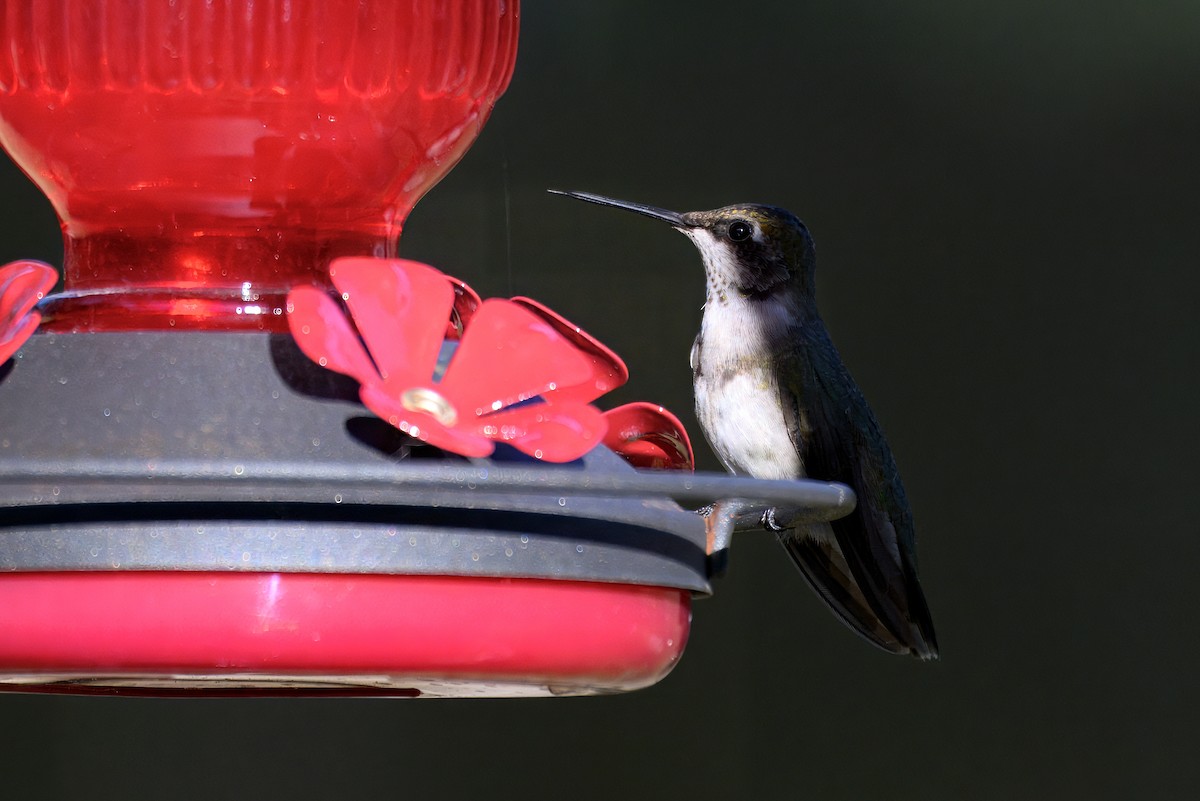 Colibri à gorge rubis - ML646723175