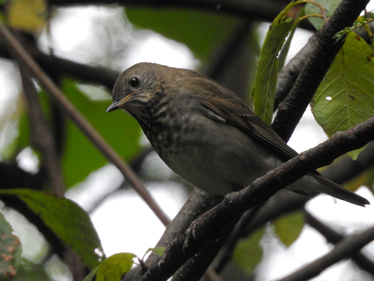 Grauwangen-Musendrossel - ML646723177