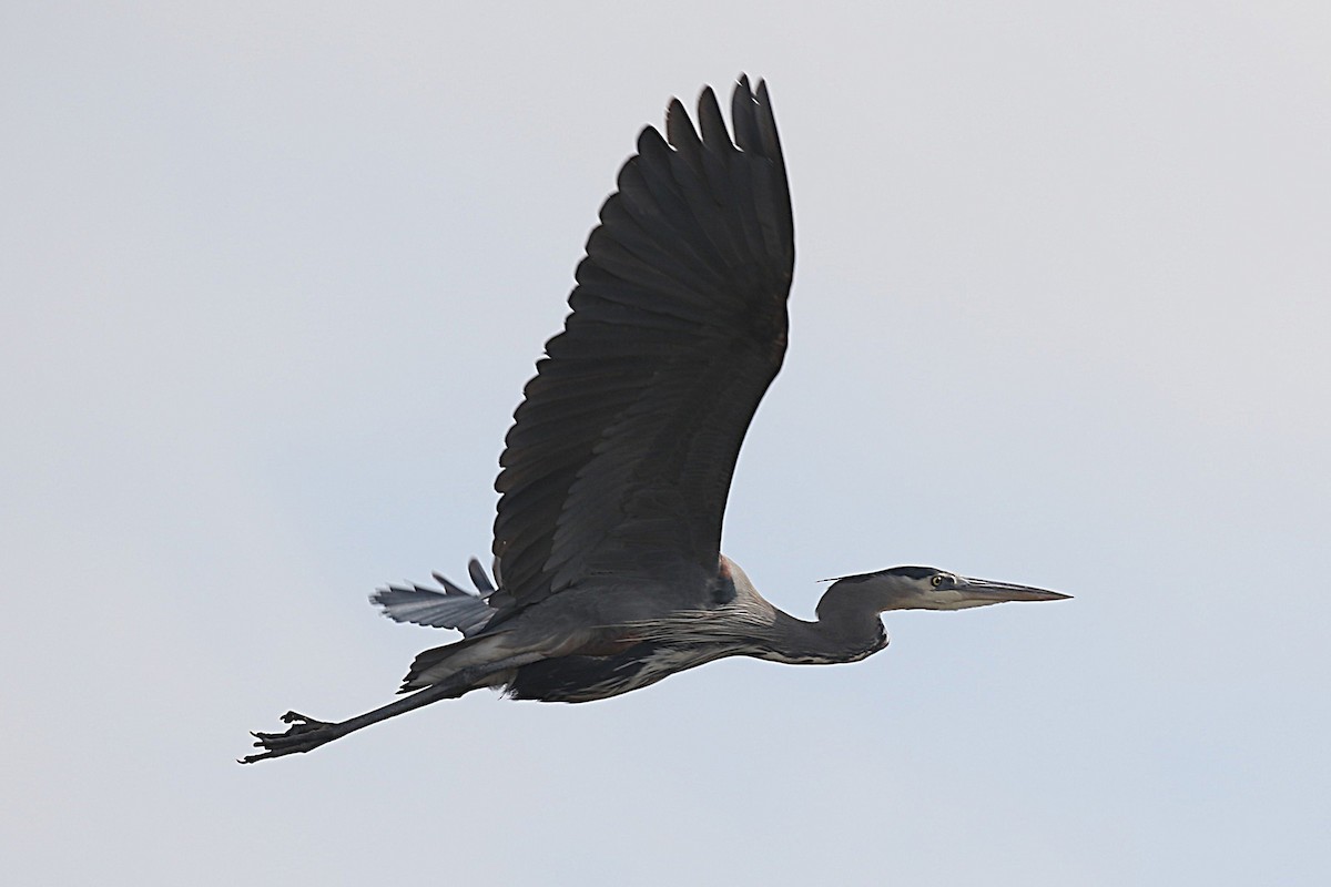 Great Blue Heron - ML646723178