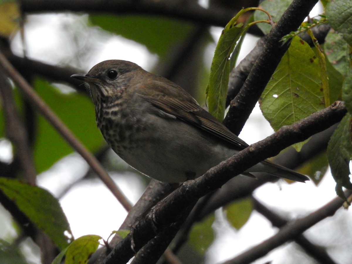 Grauwangen-Musendrossel - ML646723179